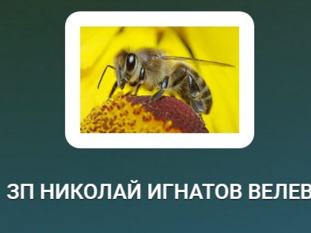 ЗП НИКОЛАЙ ИГНАТОВ ВЕЛЕВ